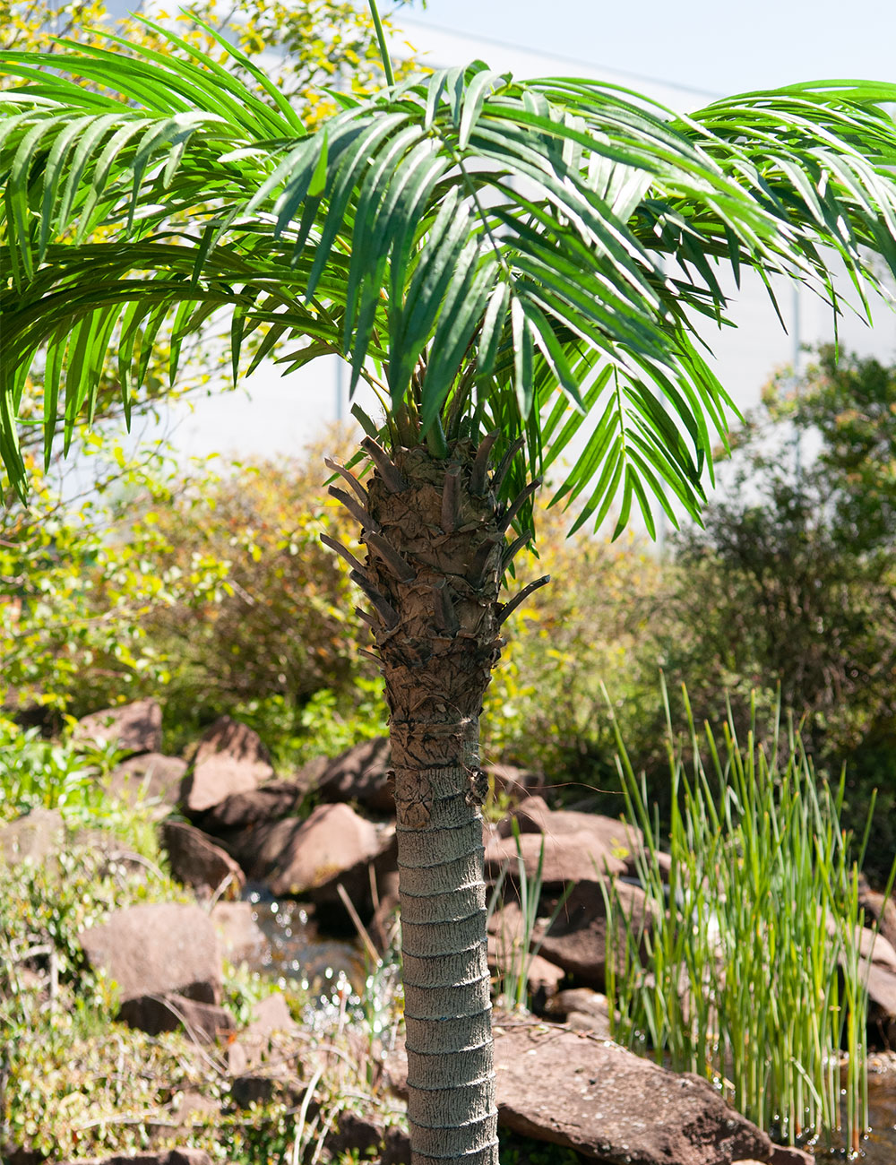 Europalms Phönixpalme Luxor Nahaufnahme