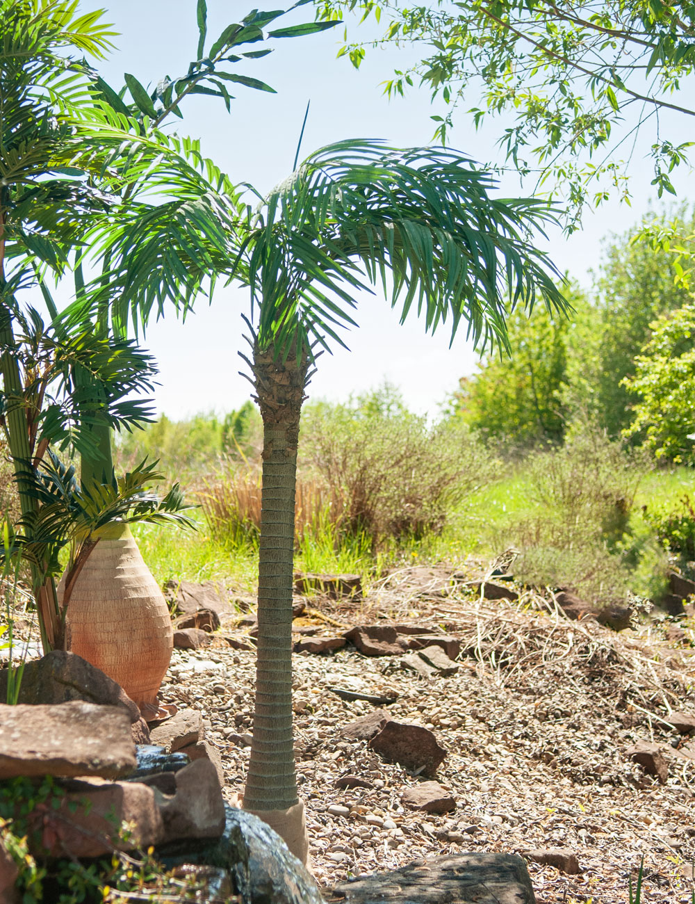 Europalms Phönixpalme Luxor Anwendungsbeispiel