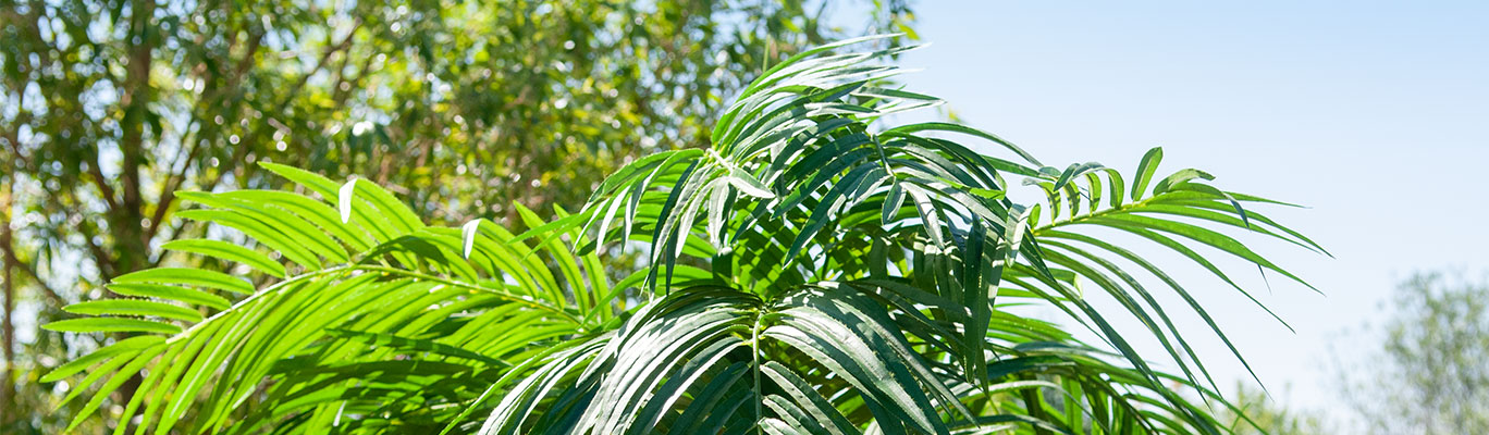 Europalms Phönixpalme Luxor Effektbild